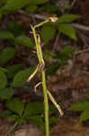 Adam and Eve orchid <BR>Puttyroot